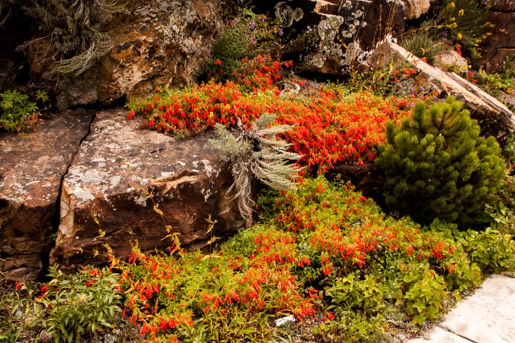 Betty Ford Alpine Gardens