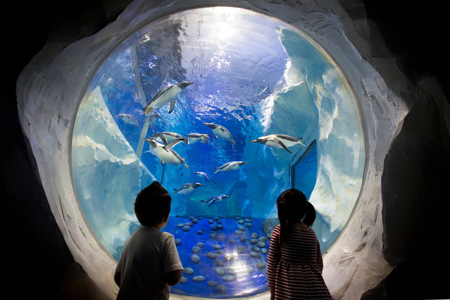 Little Blue Penguins