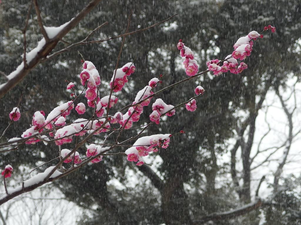 Plum Blossoms