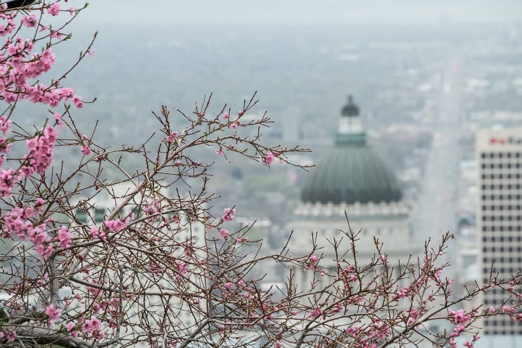 Cherry Blossom Season
