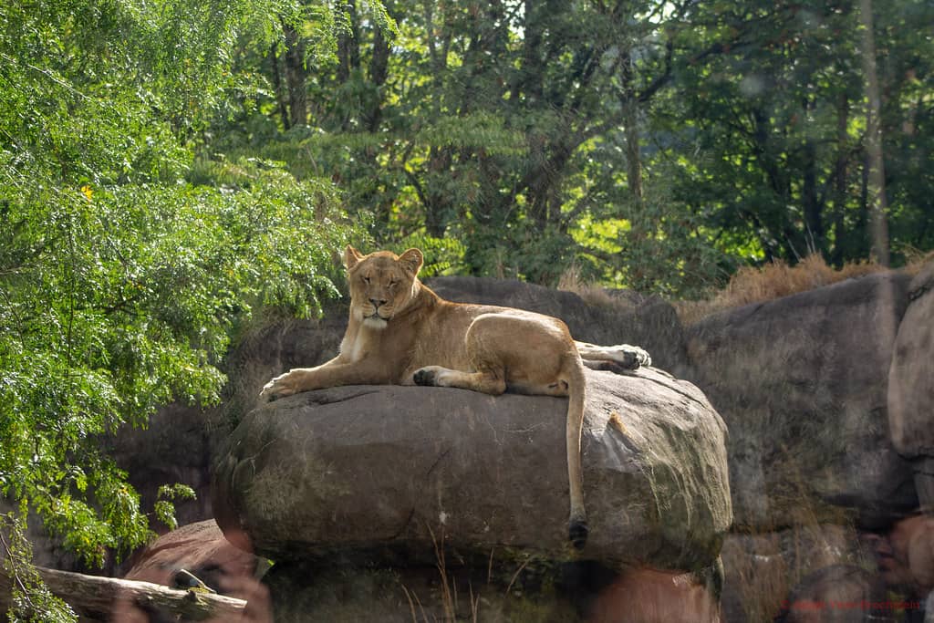 Majestic Big Cats