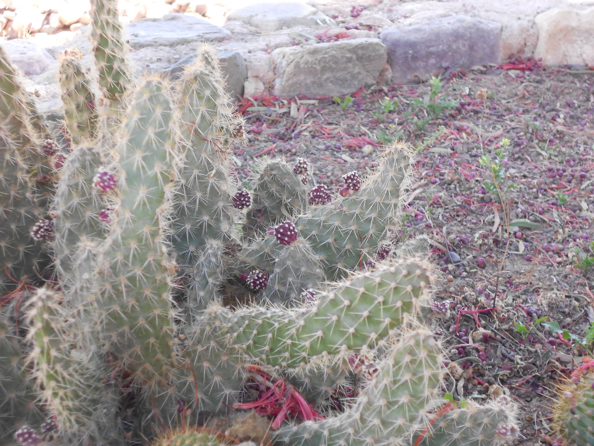 Botanical Garden