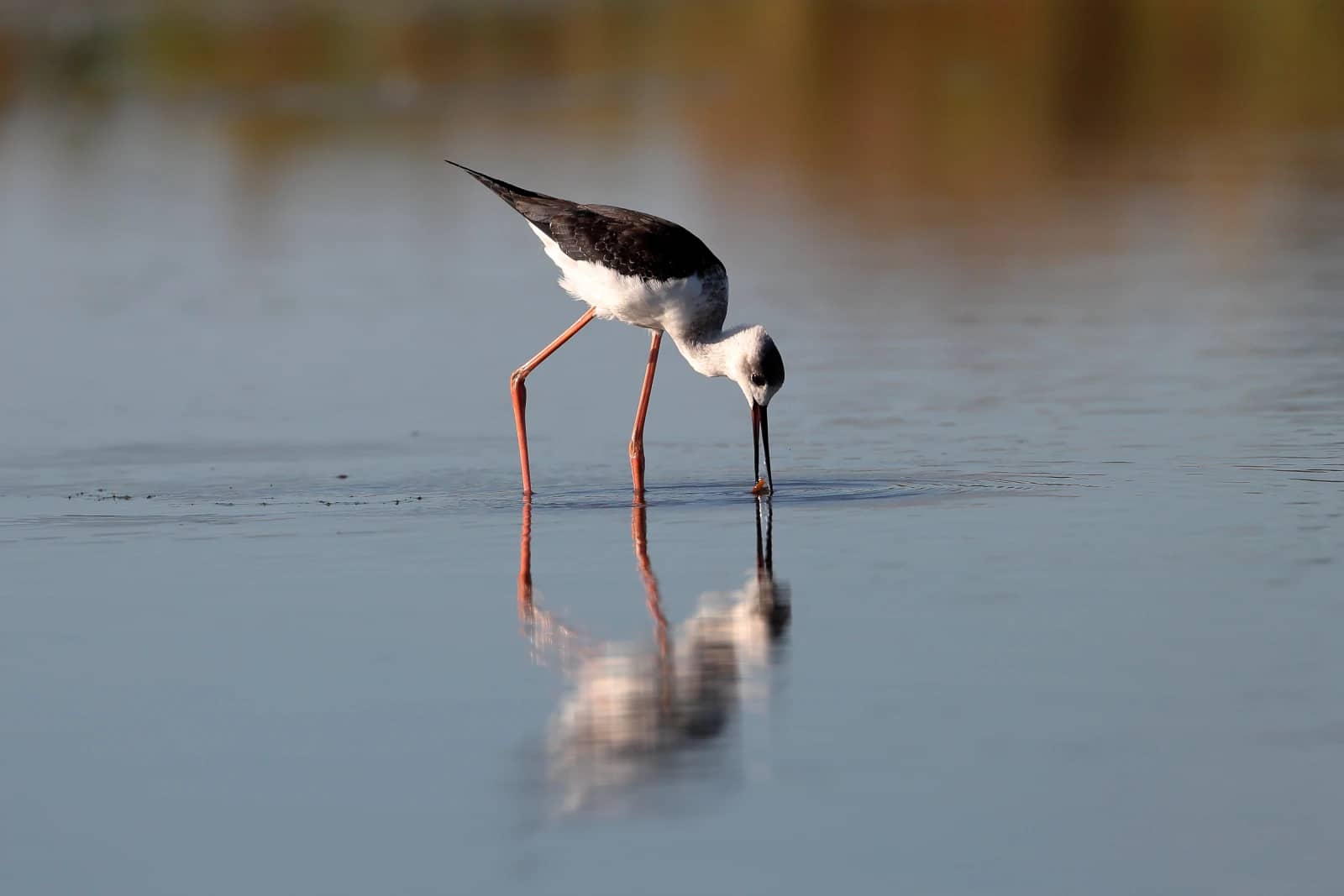 Black-winged Stilt Haven