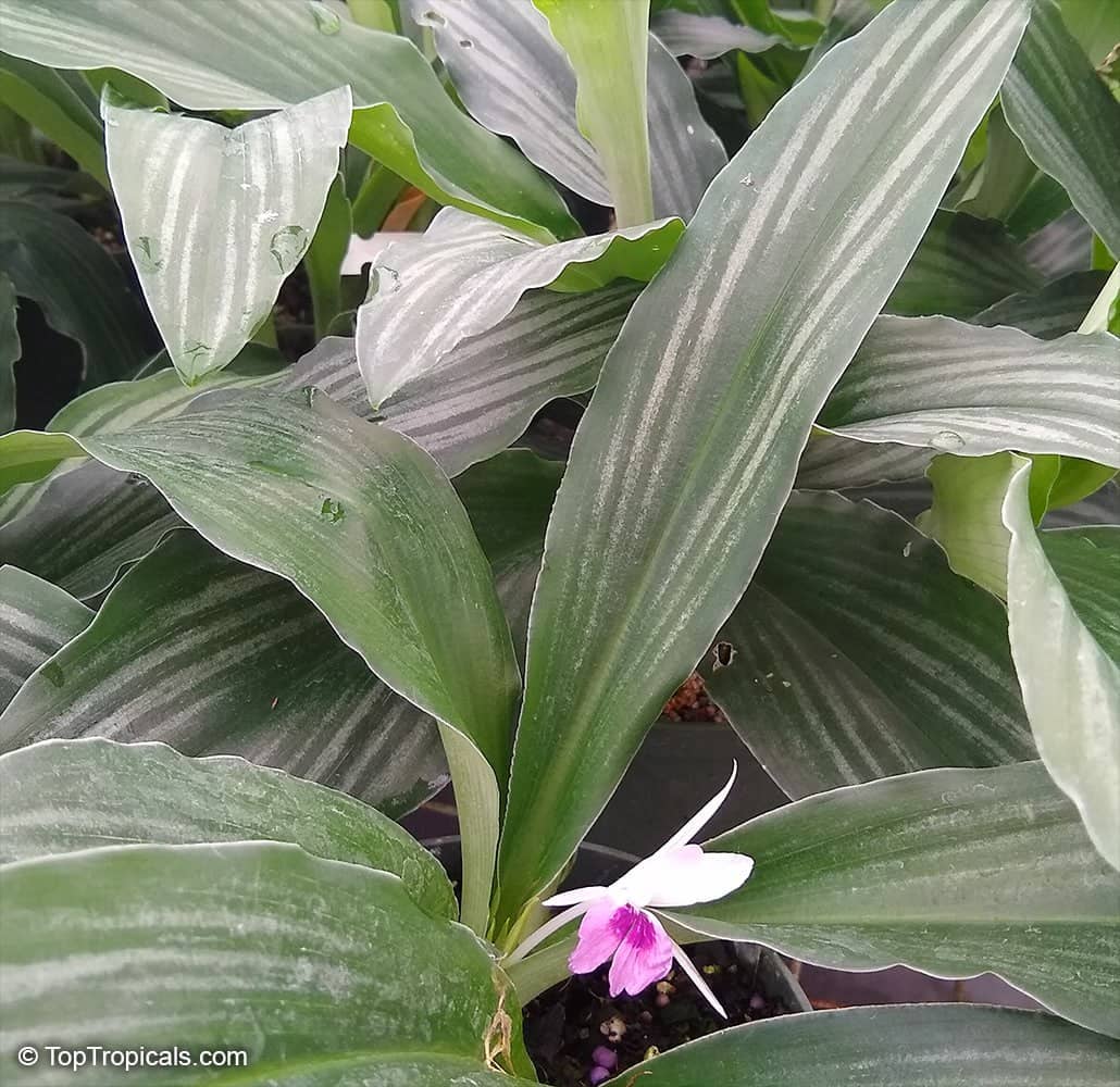 Diverse Plant Collections