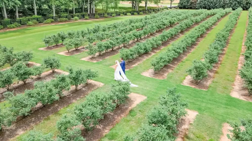 Seasonal Berry Fields