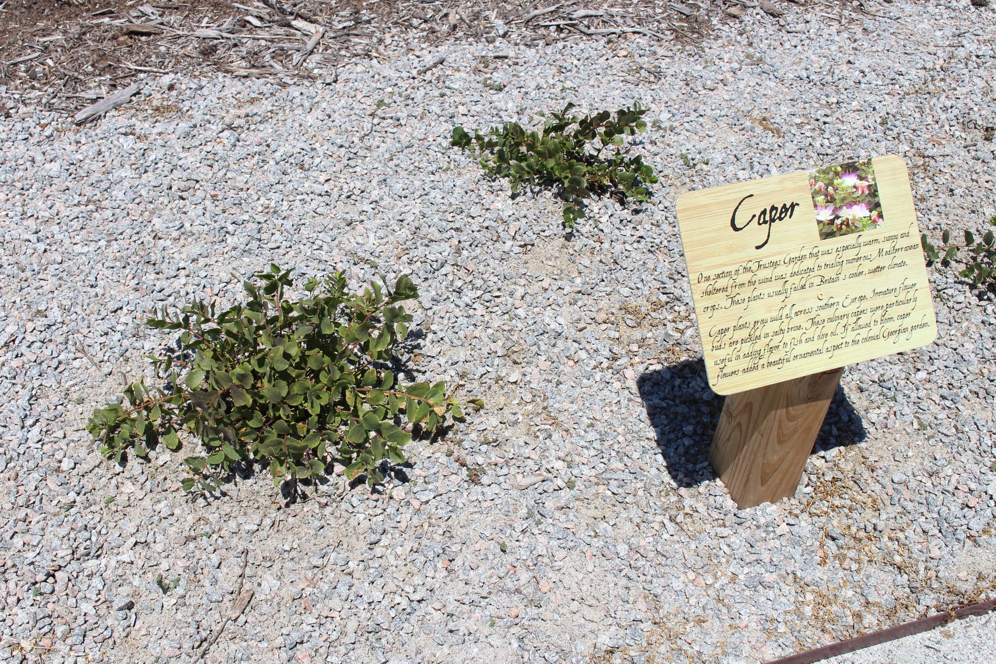 Ornamental Gardens