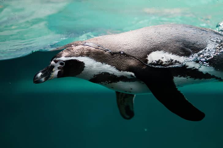 Penguin Plunge