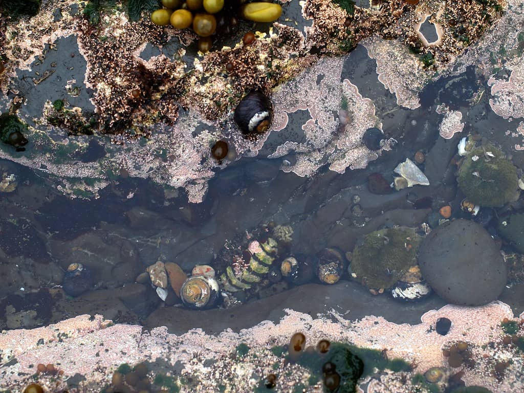 Fitzgerald Marine Reserve Tide Pools