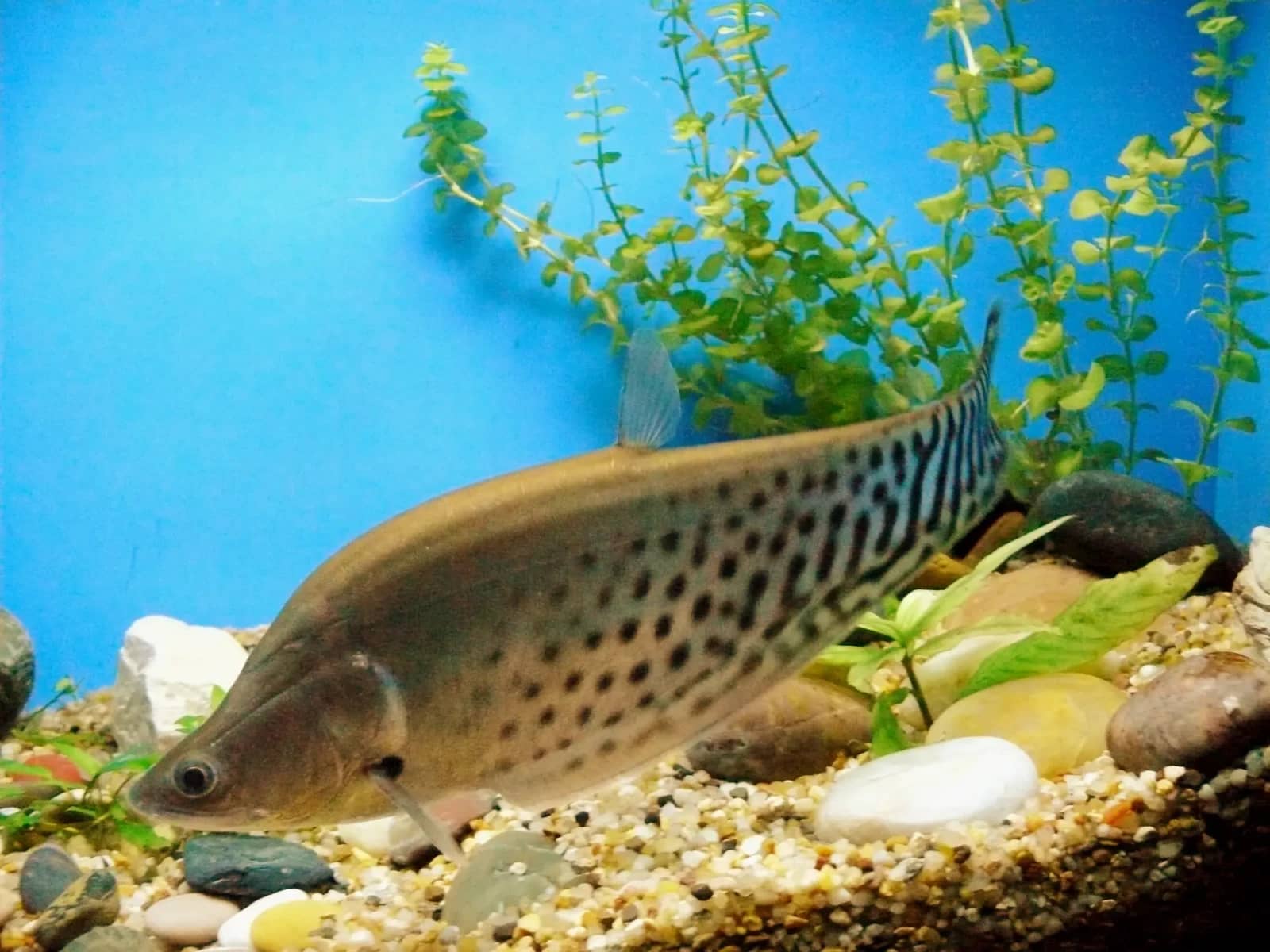 Mediterranean Marine Life