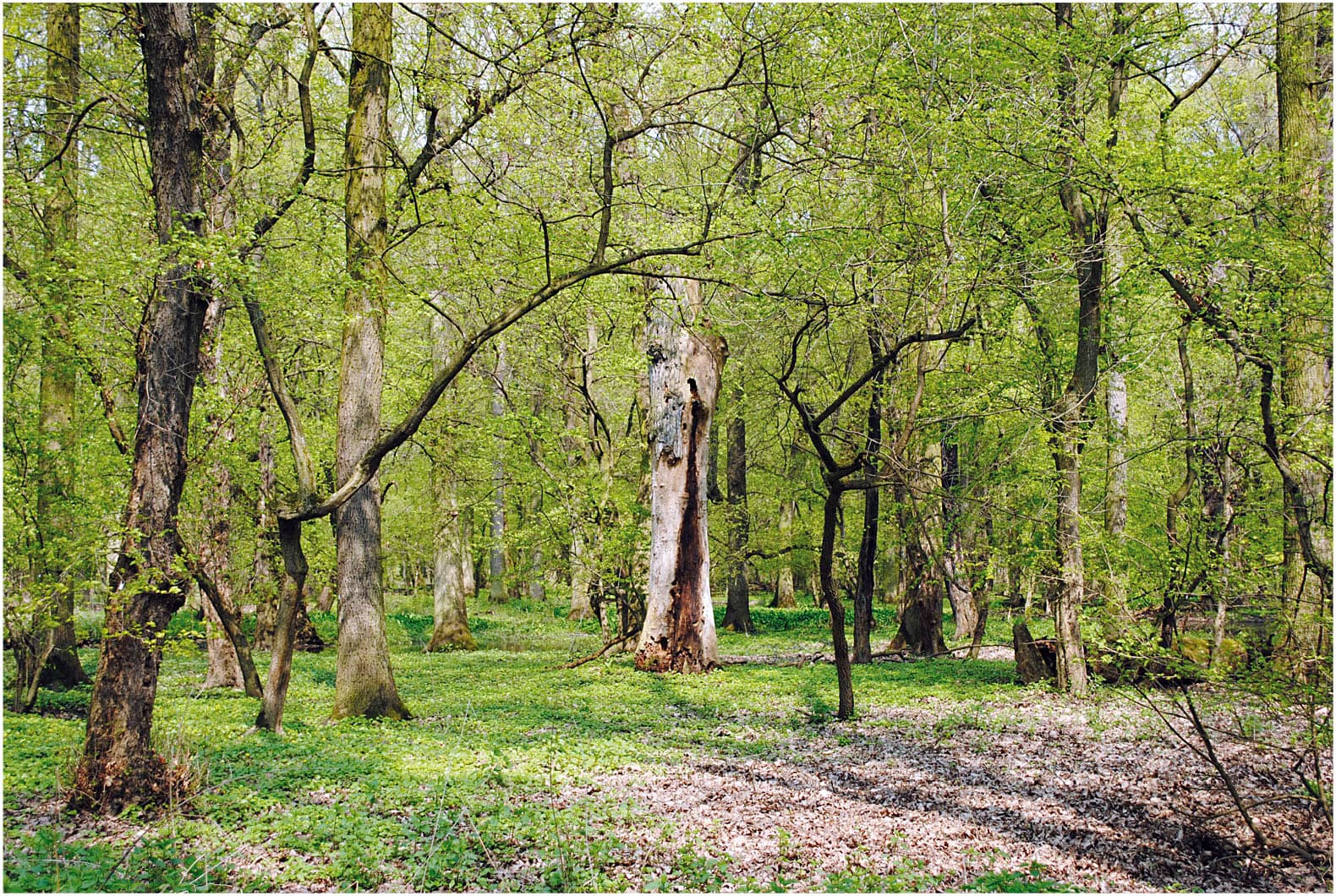 Ancient Pine Trees