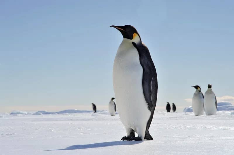 Penguin & Puffin Exhibits (Future)