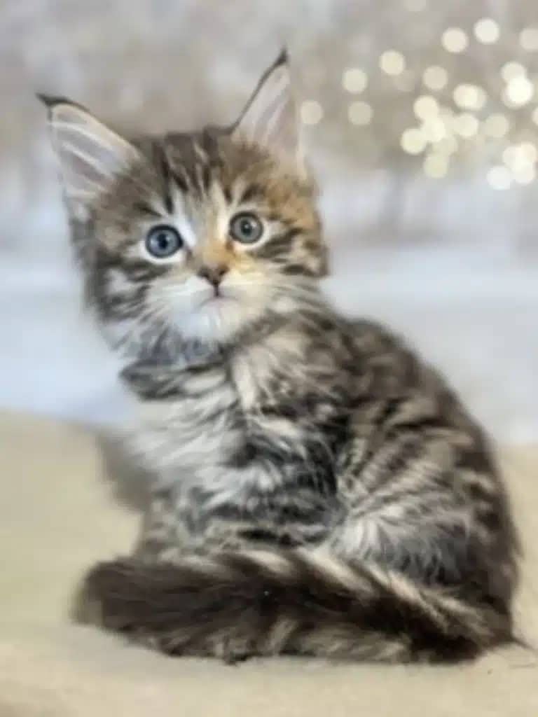 Rescued Wildlife Exhibits