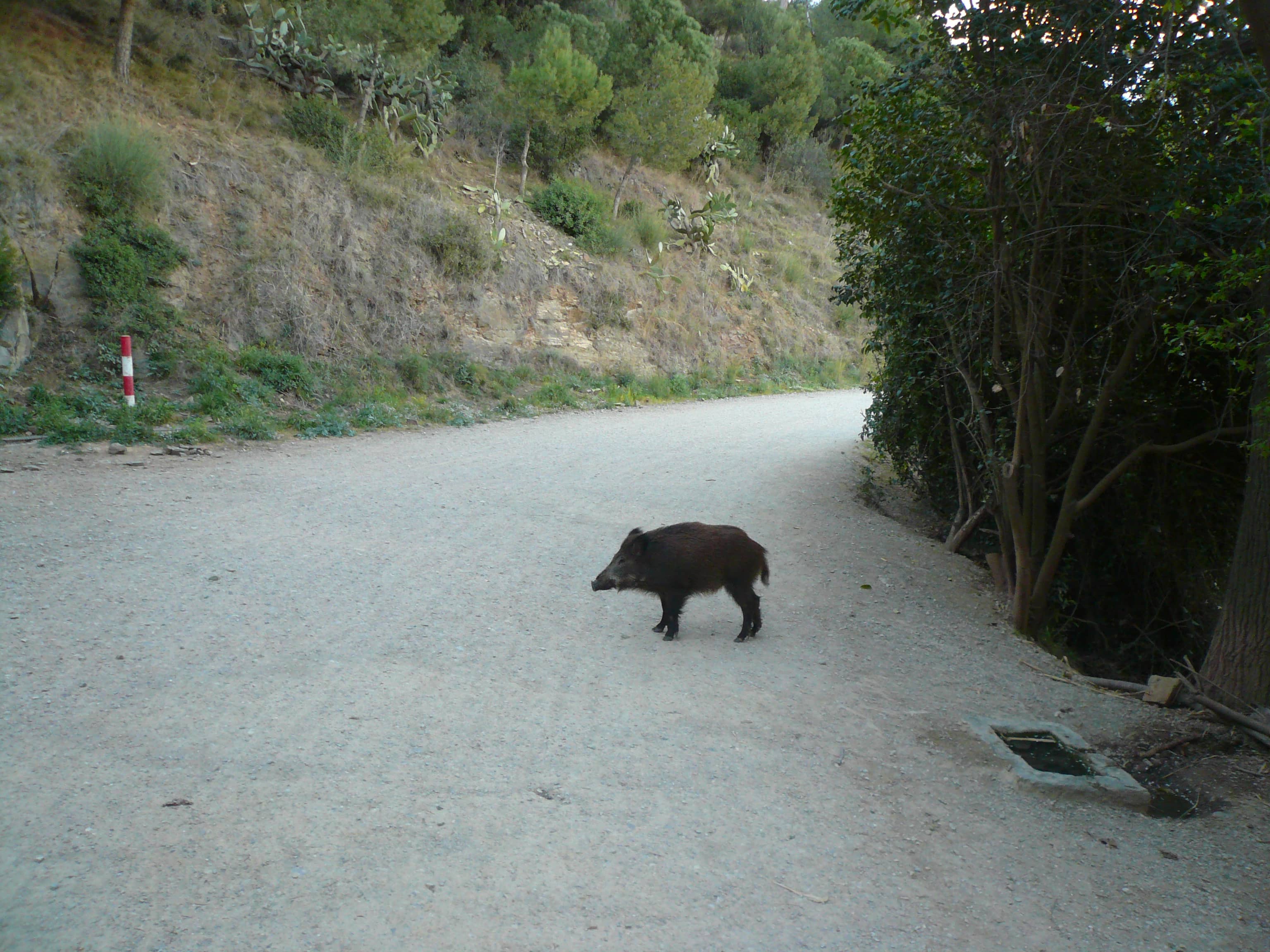 Tranquil Forest Walk