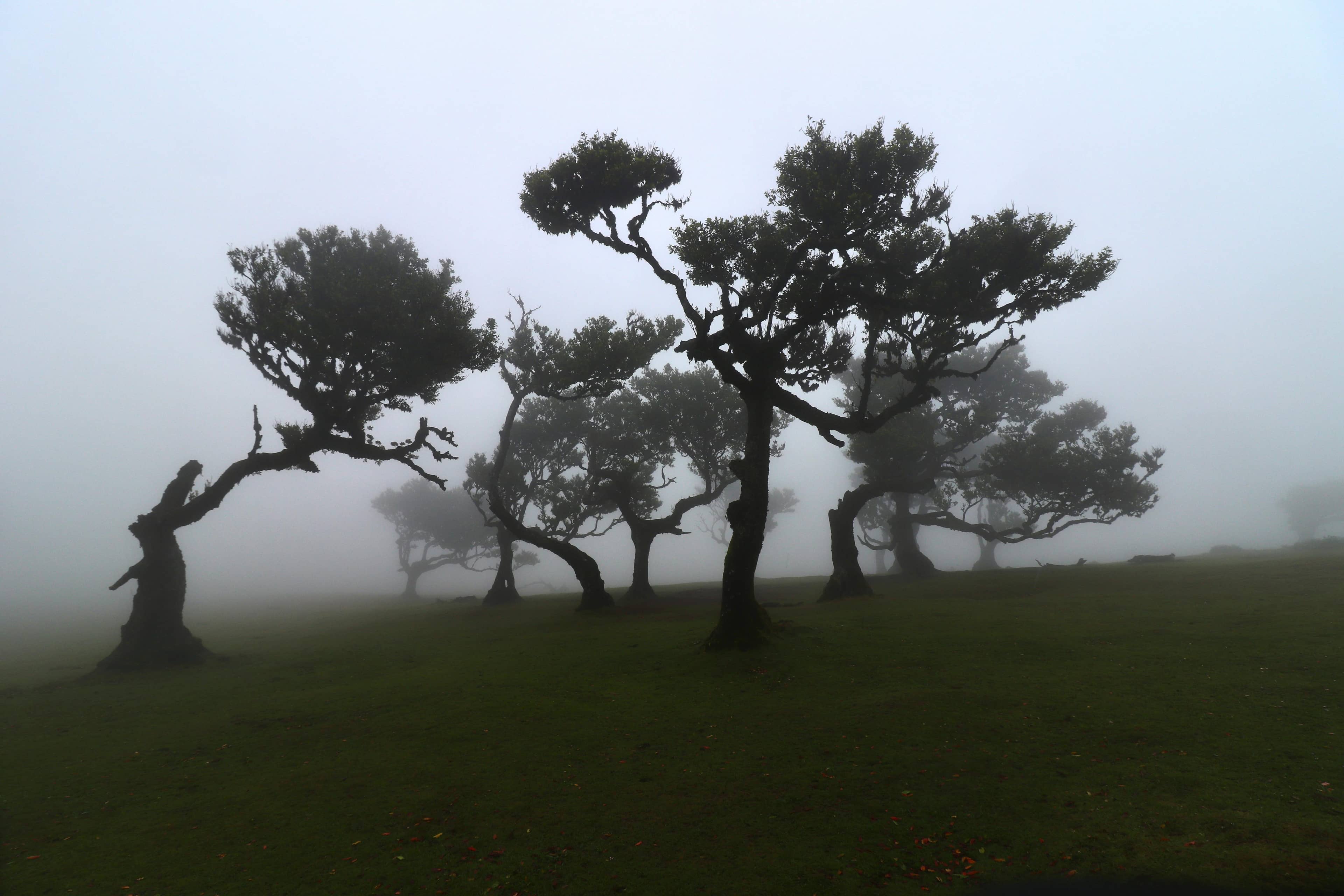 Mystical Cloud Cover