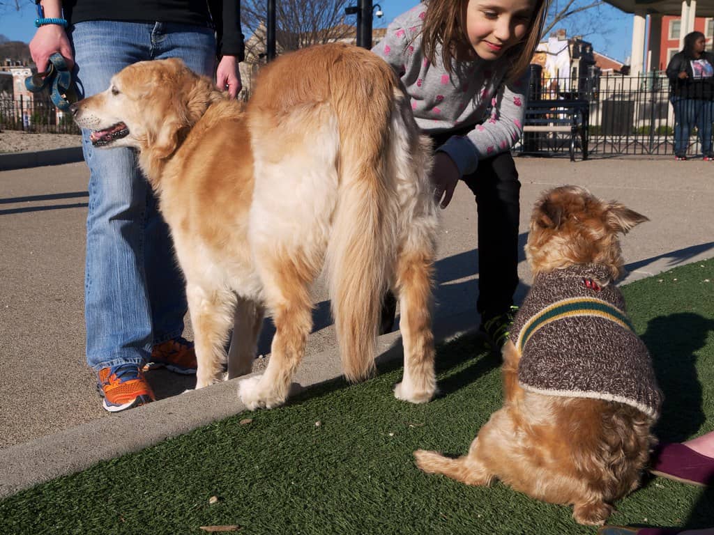 Dog Park Paradise