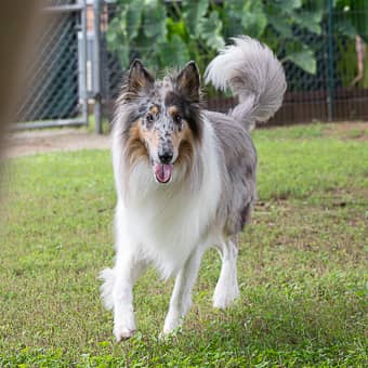 Pet Center Encounters
