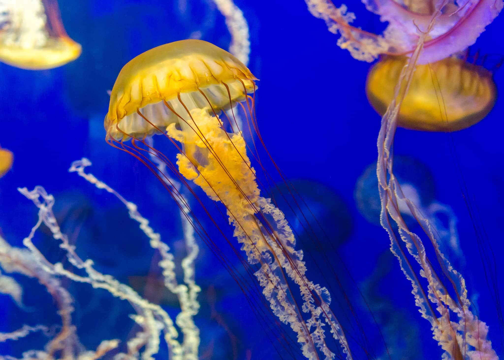 Aquarium of the Pacific