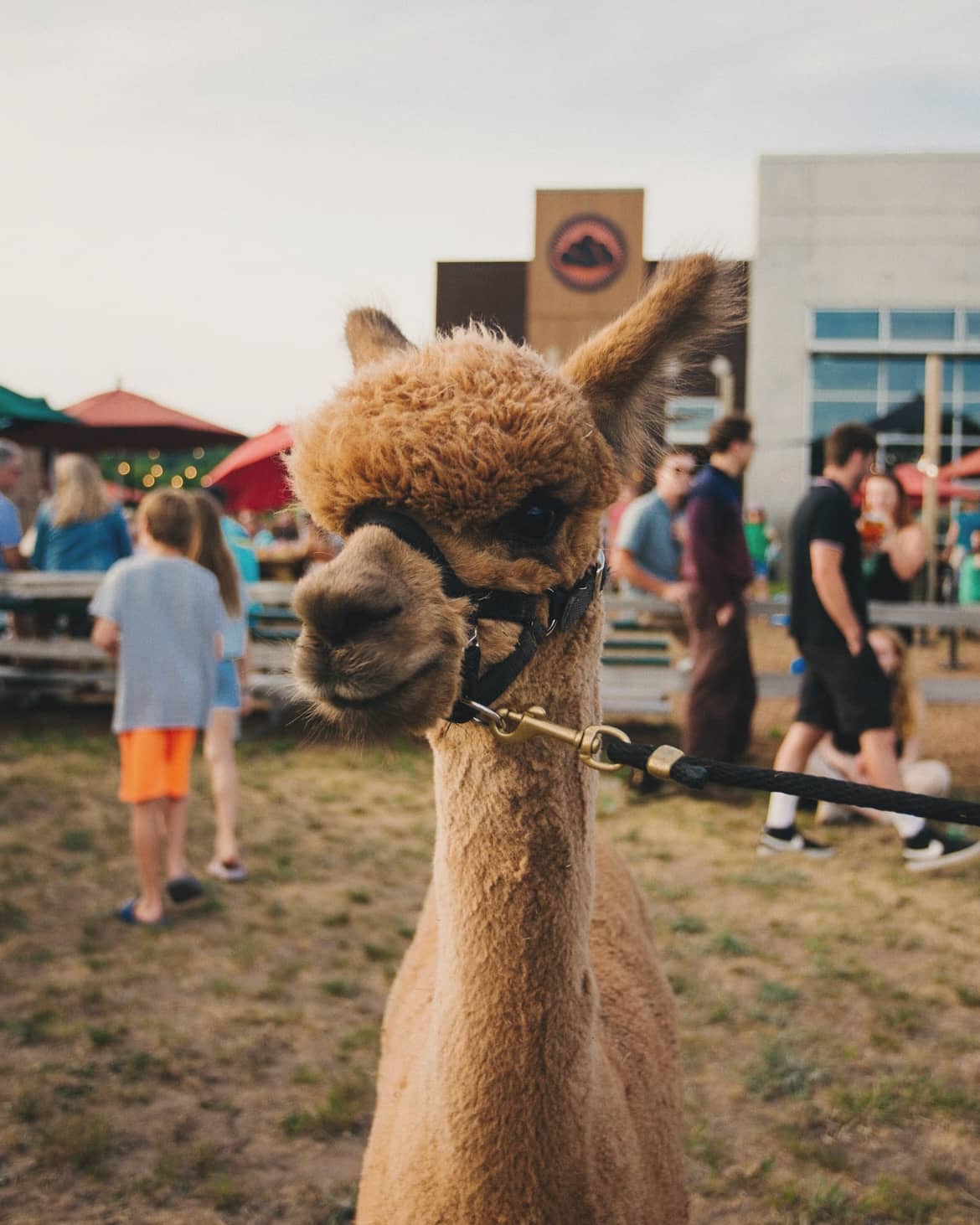 Alpaca Walks & Interactions