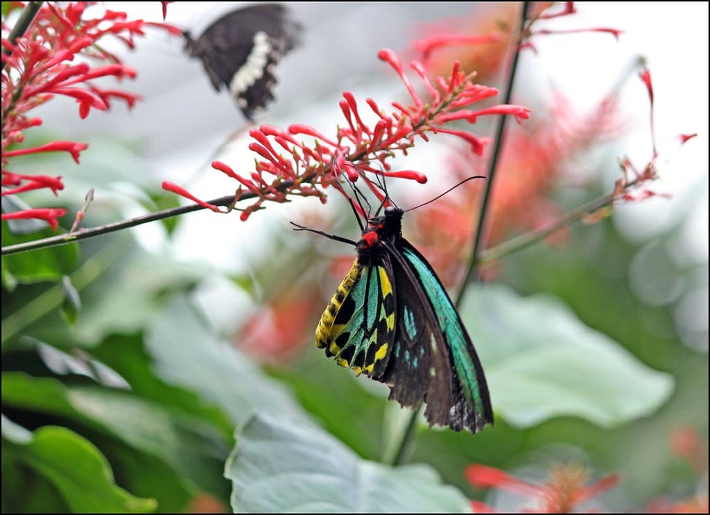 Tropical Garden Oasis