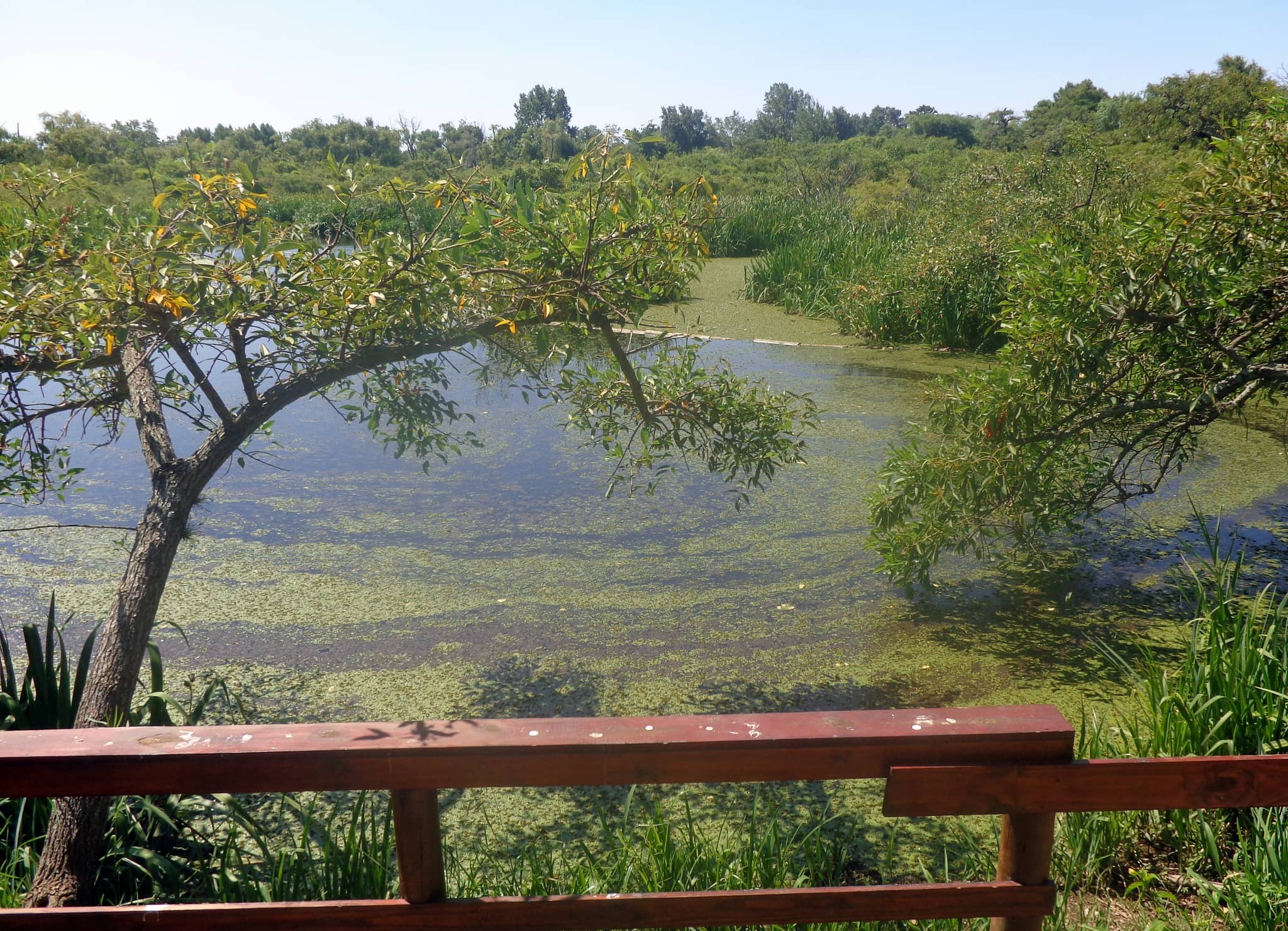 Peaceful Natural Ambiance