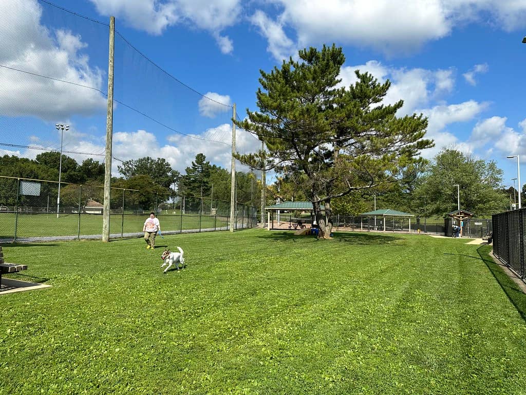 Dog Park Fun