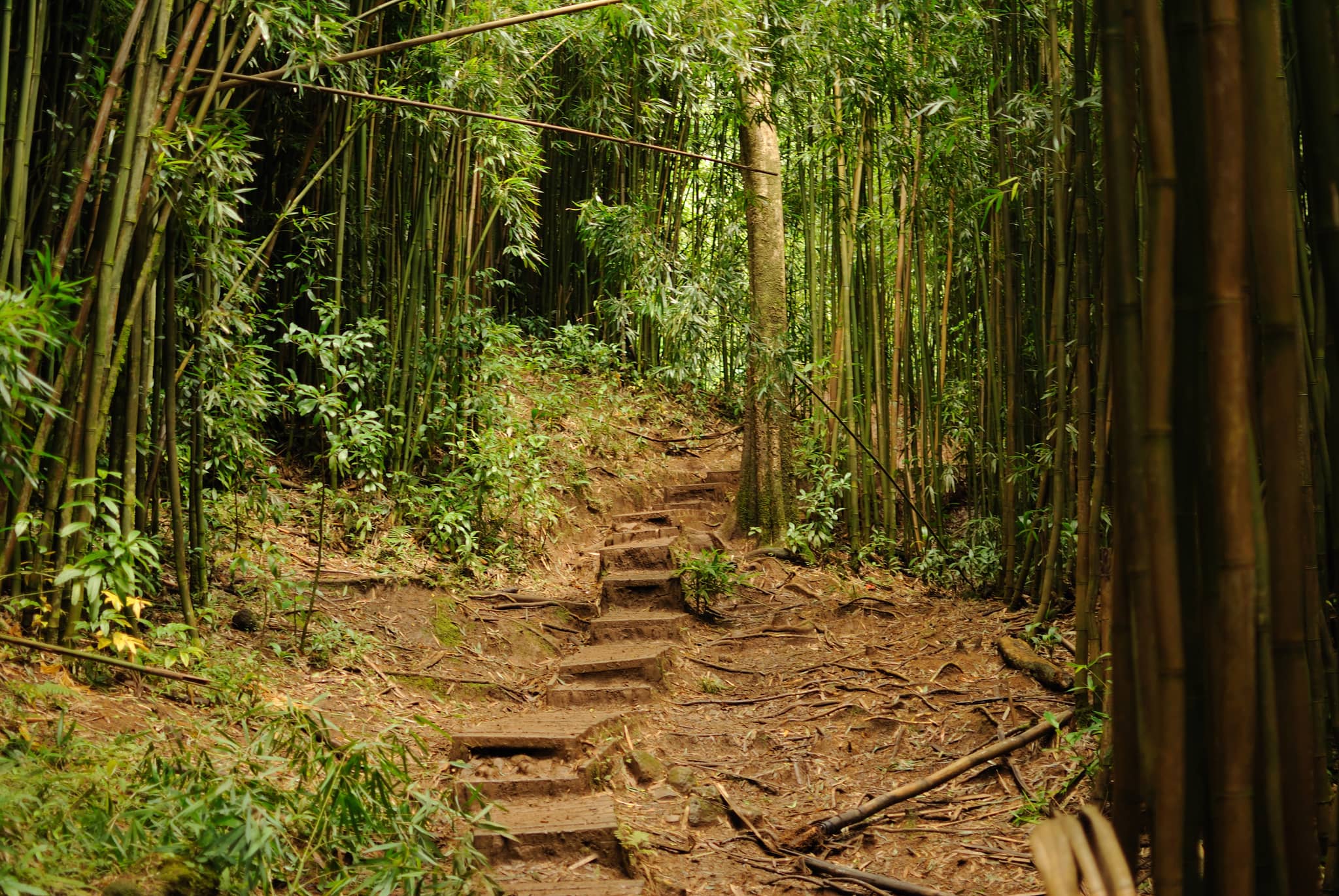 Lush Rainforest