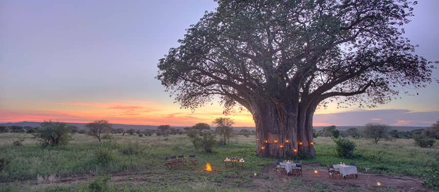 Ancient Baobab Tree