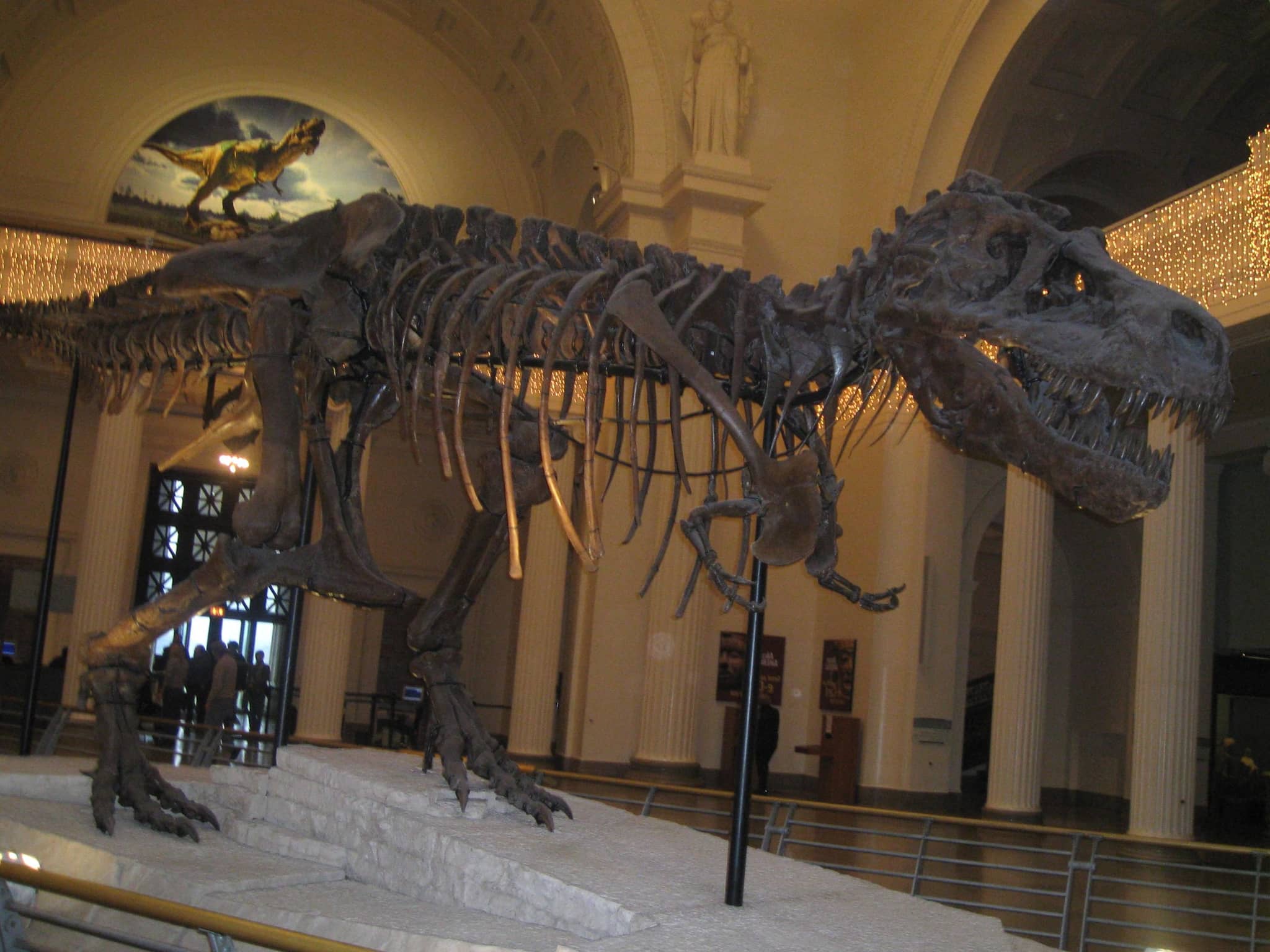Dinosaur Skeletons