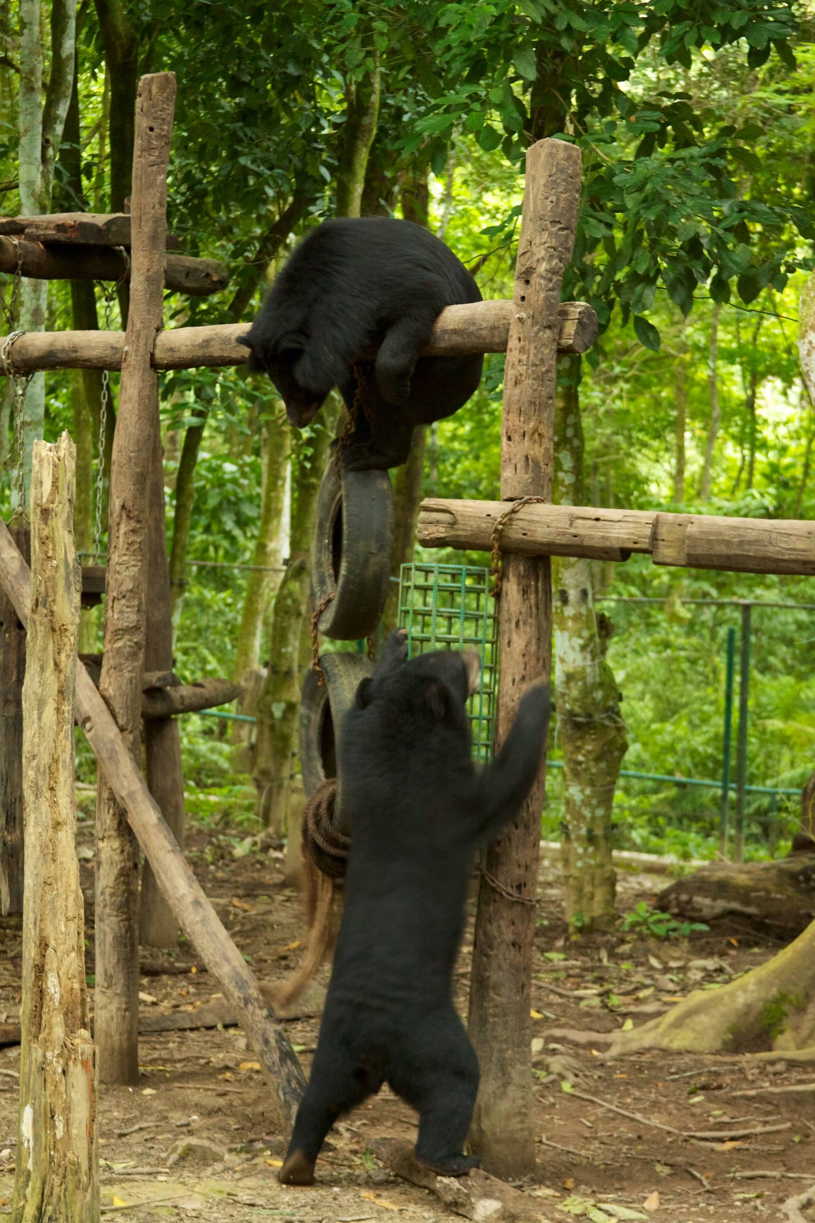 Bear Rescue Centre