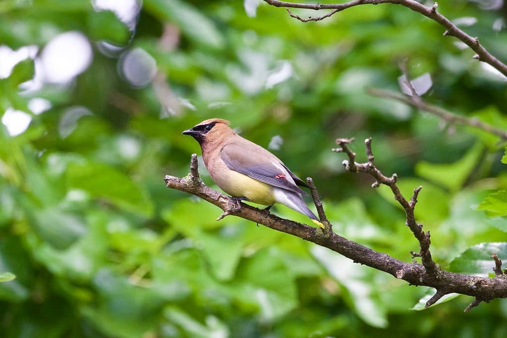 Birdwatching Haven
