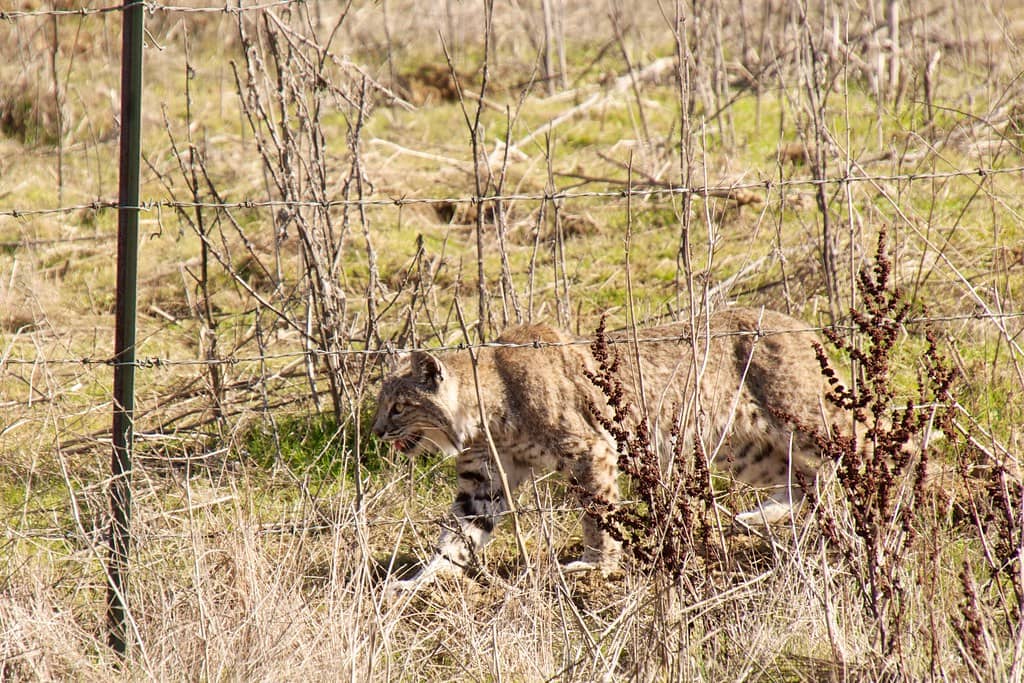 Wildlife Encounters