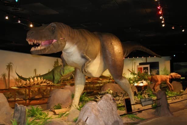 Dinosaur Skeletons