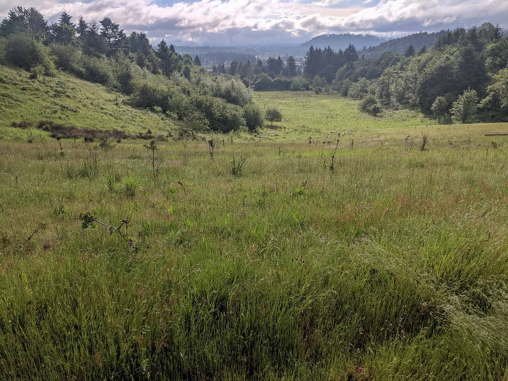 Forest Trails