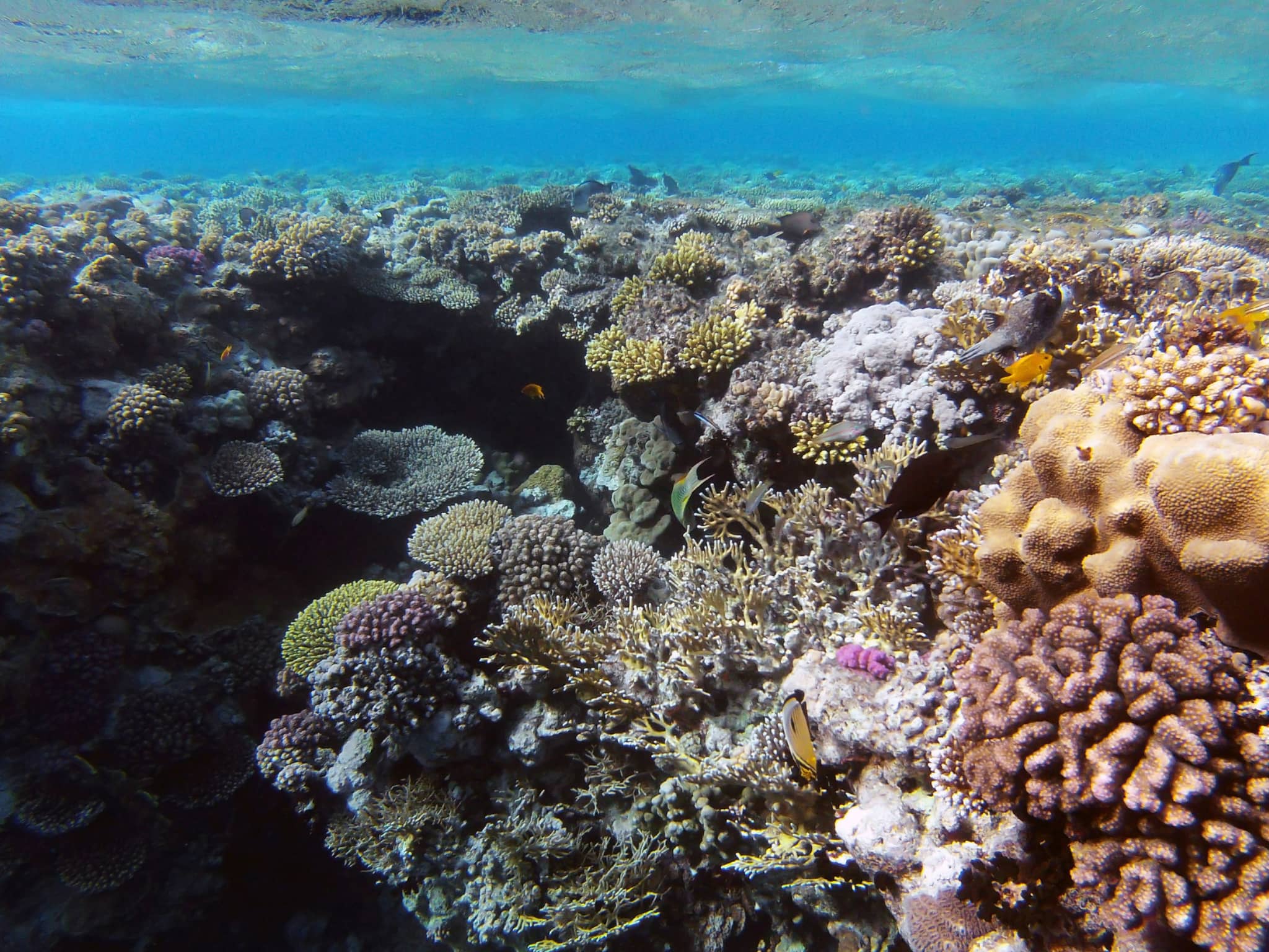 Underwater Paradise