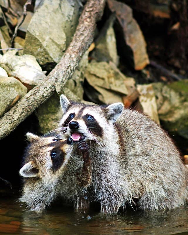 Wildlife Encounters