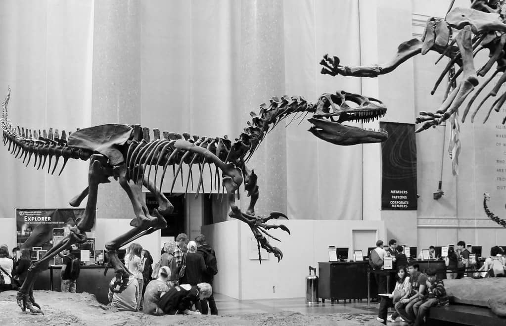 Dinosaur Delights