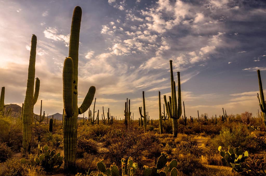 Sonoran Desert Scenery