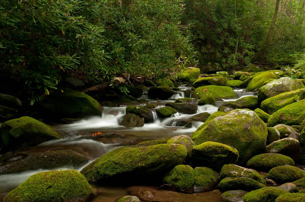 Roaring Fork Motor Nature Trail