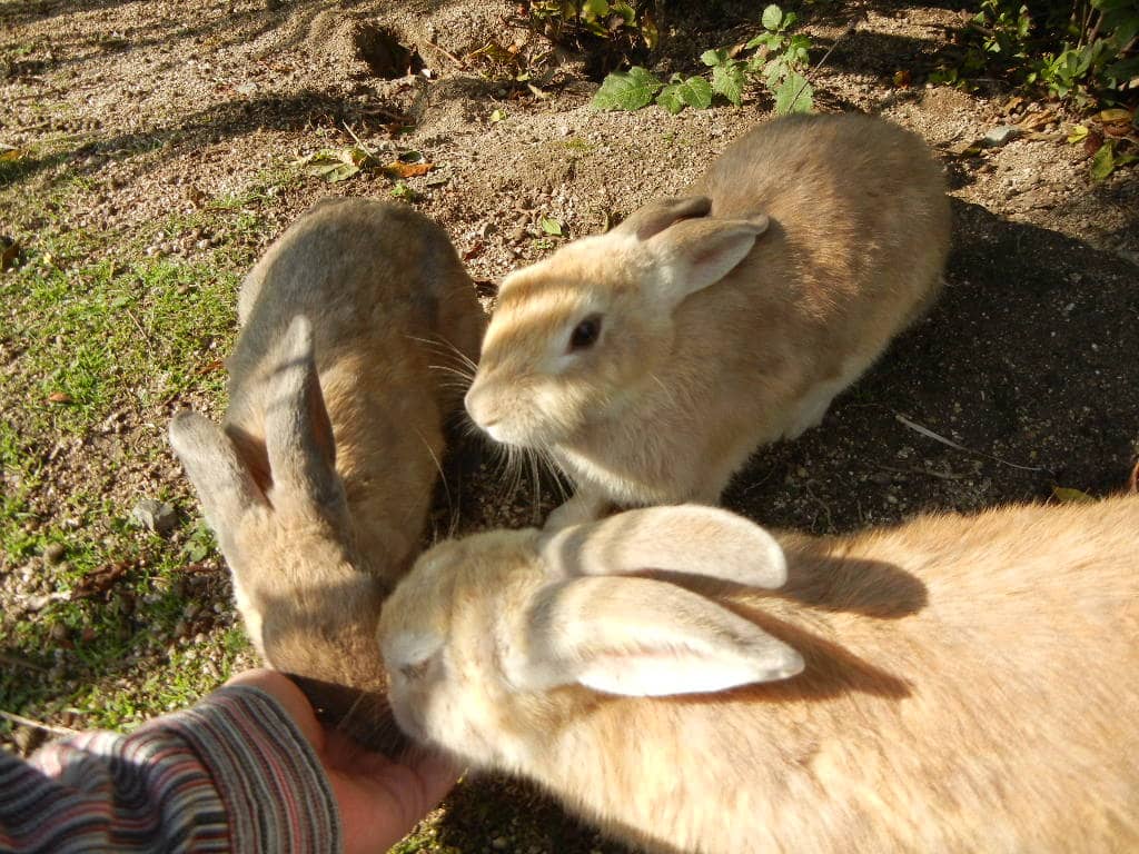 The Island's Rabbit Population