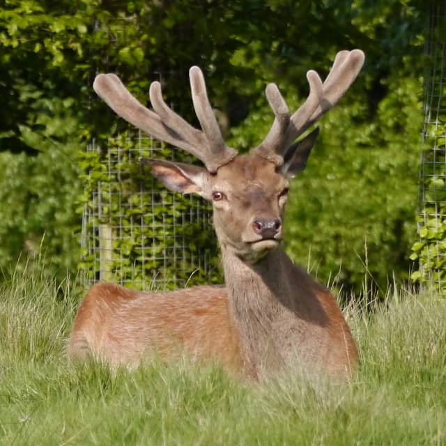 Deer Park