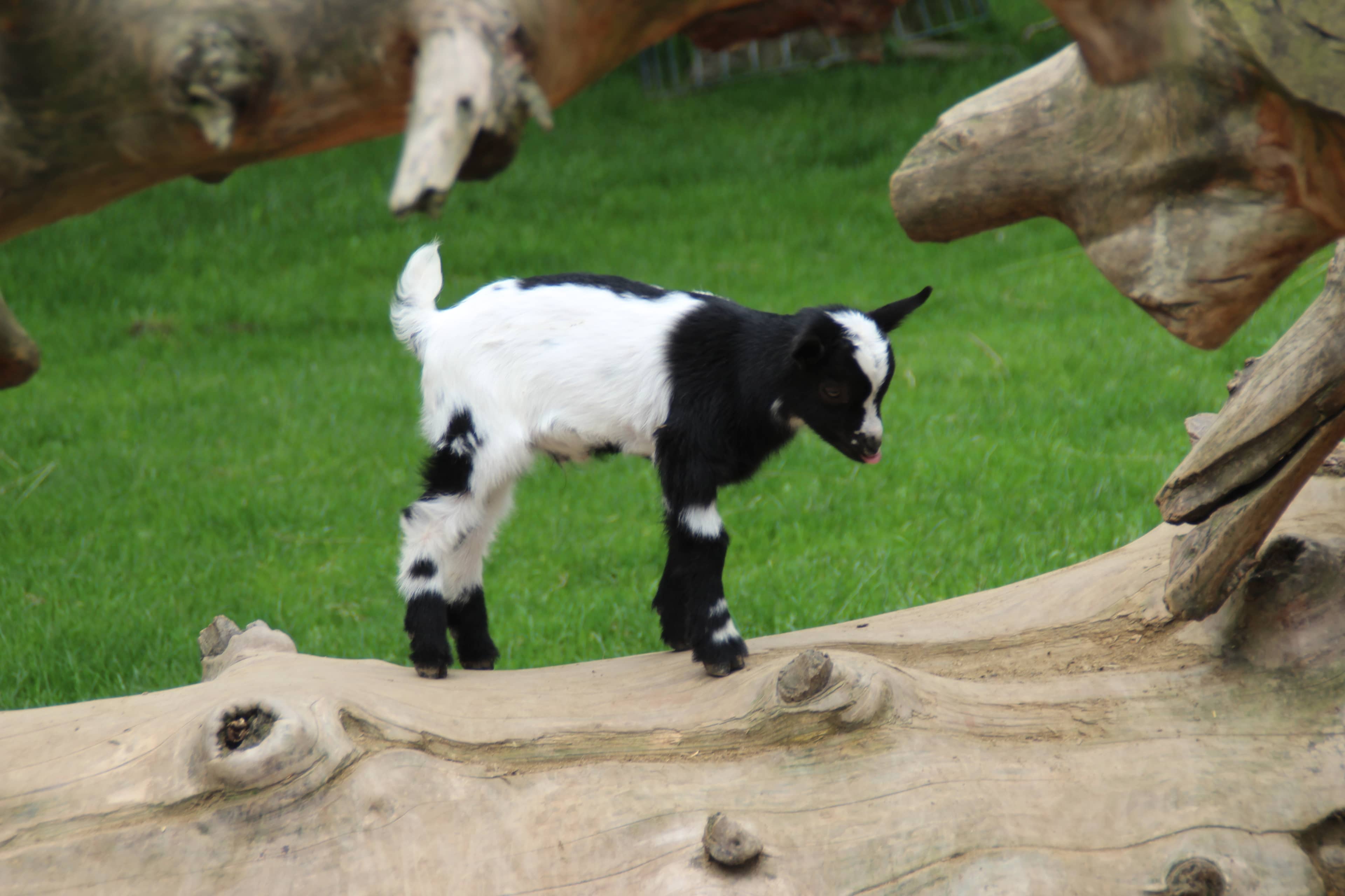 Petting Zoo Adventures