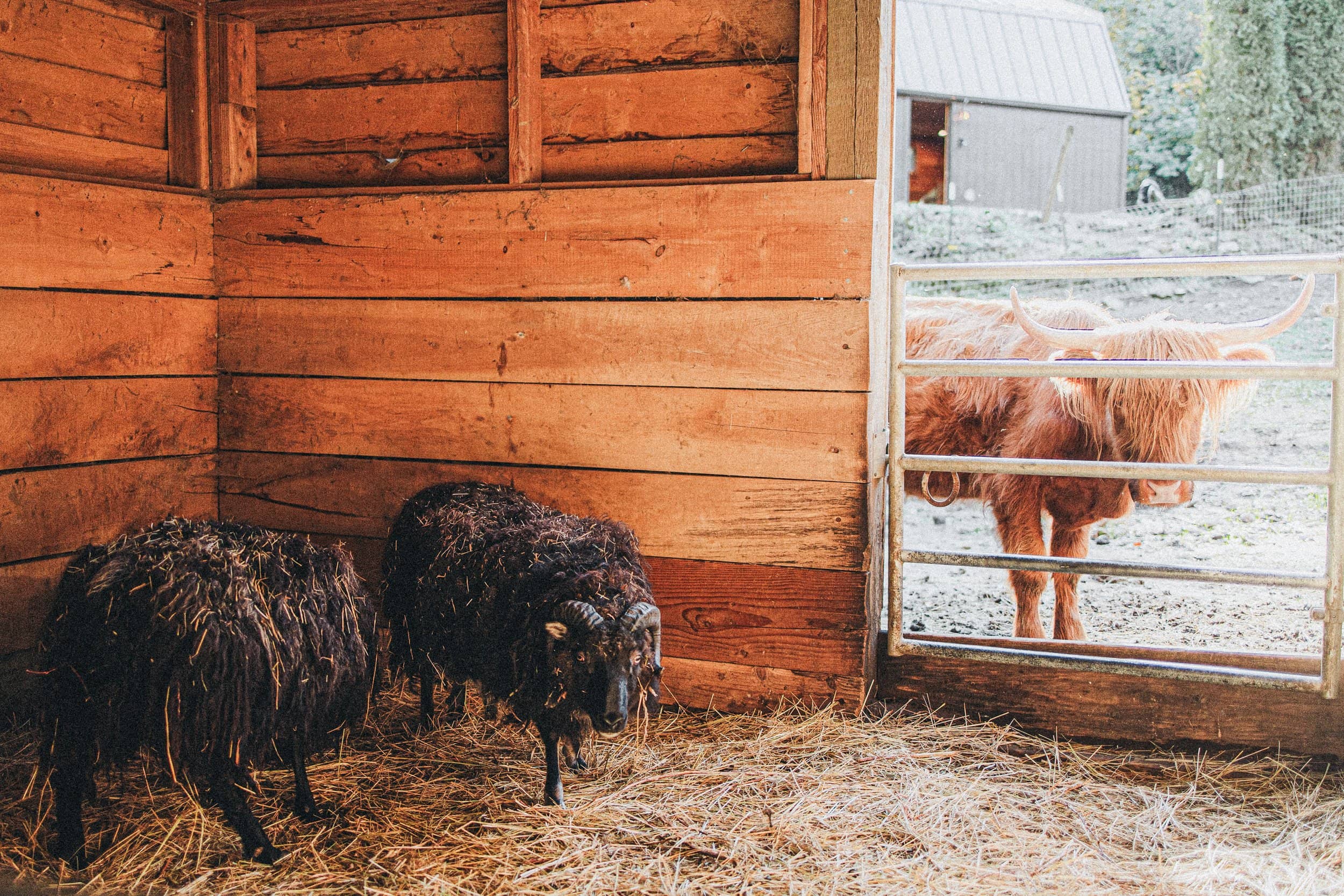 Petting Zoo & Animal Observation