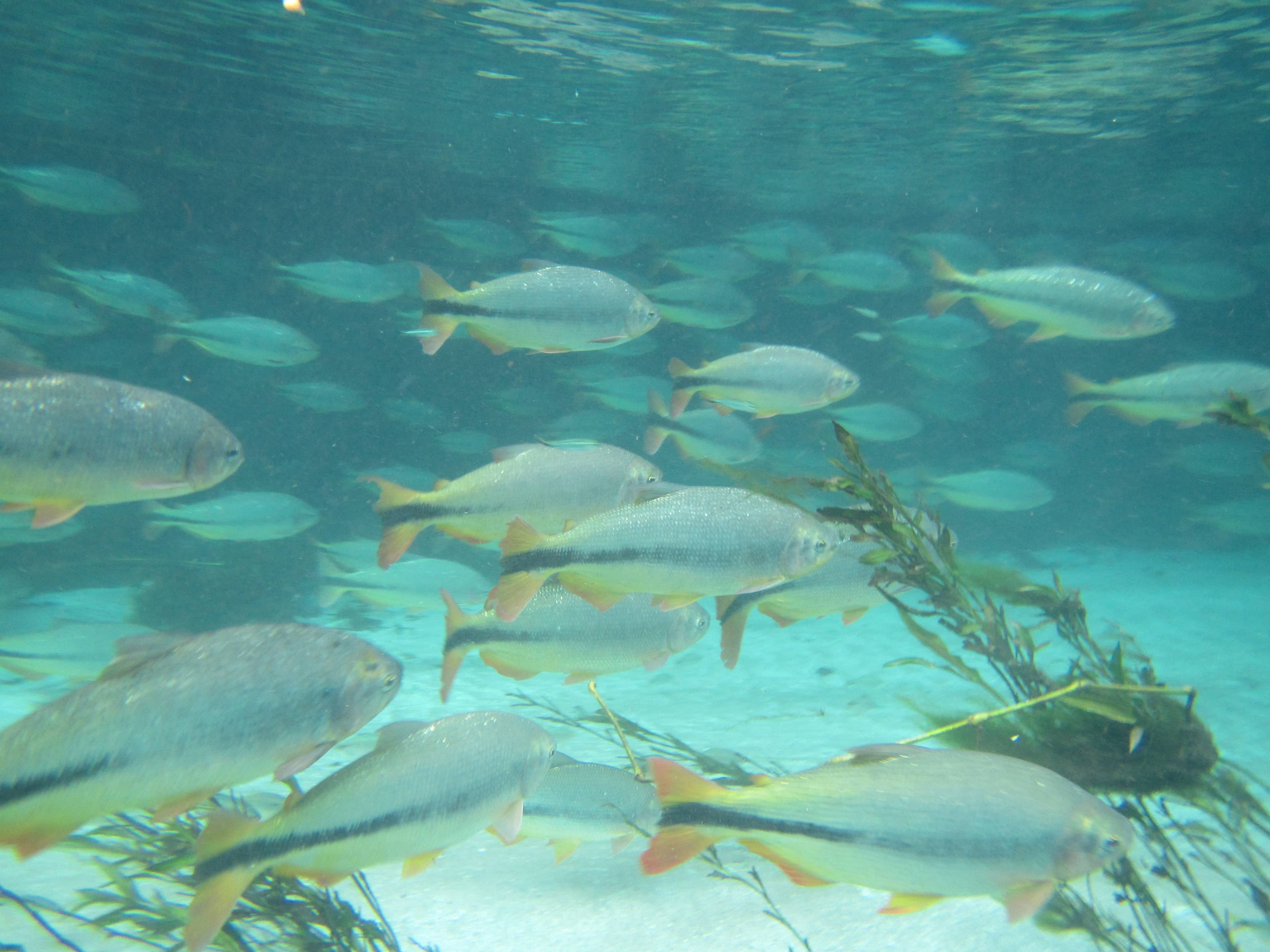 Abundant Aquatic Life