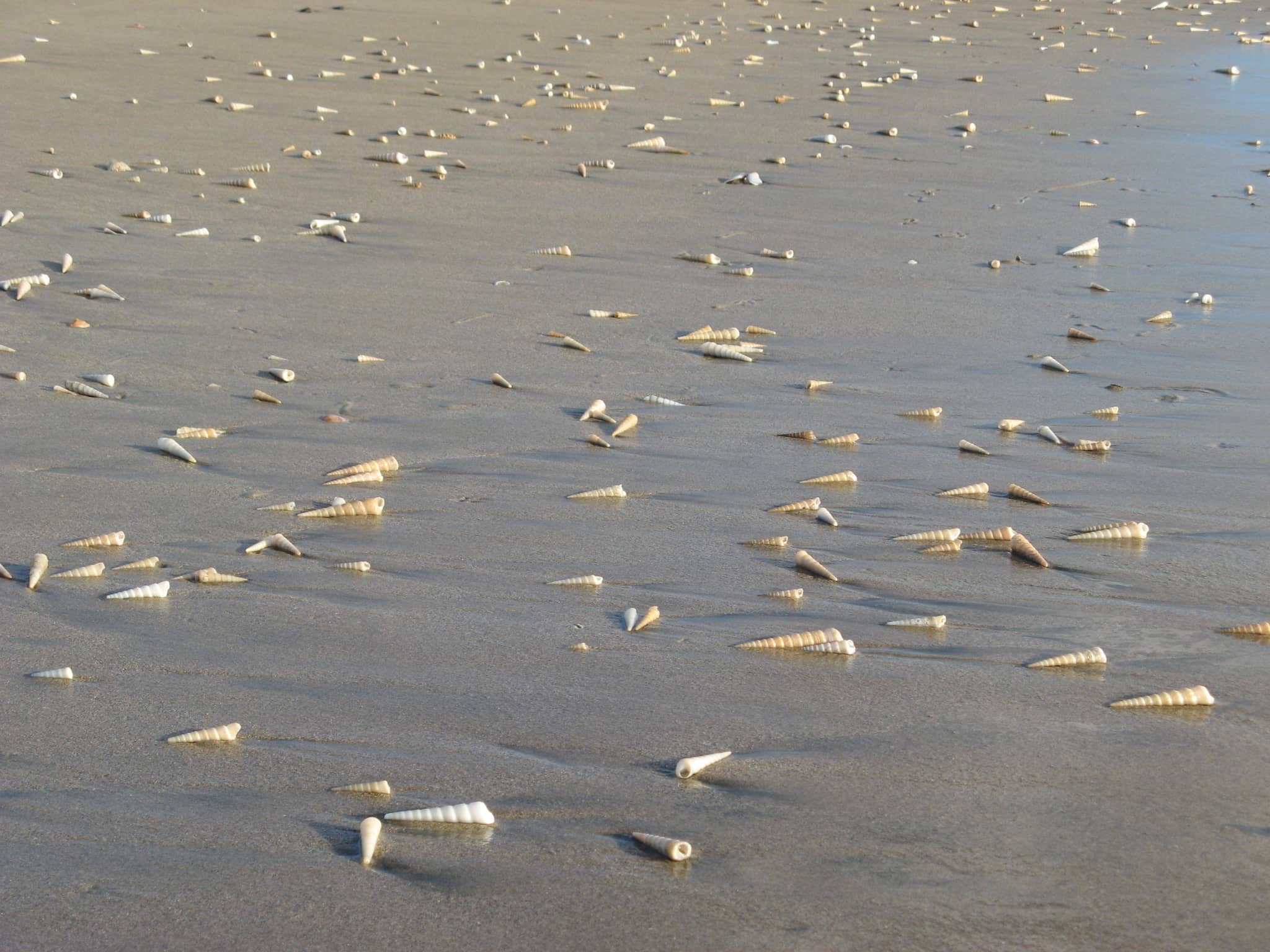 Seashell Treasures