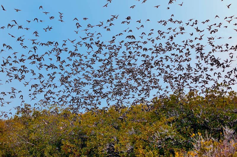 Birdwatching Paradise