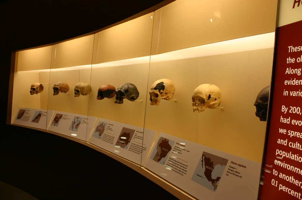 Human Origins Hall