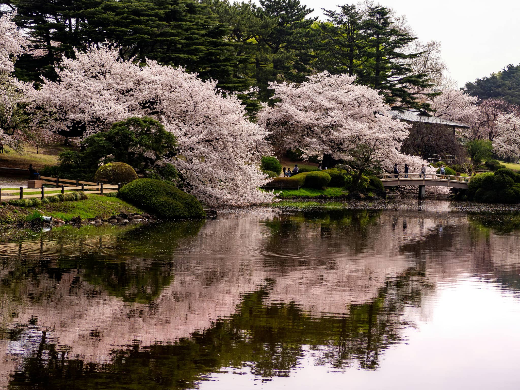 Spectacular Cherry Blossoms