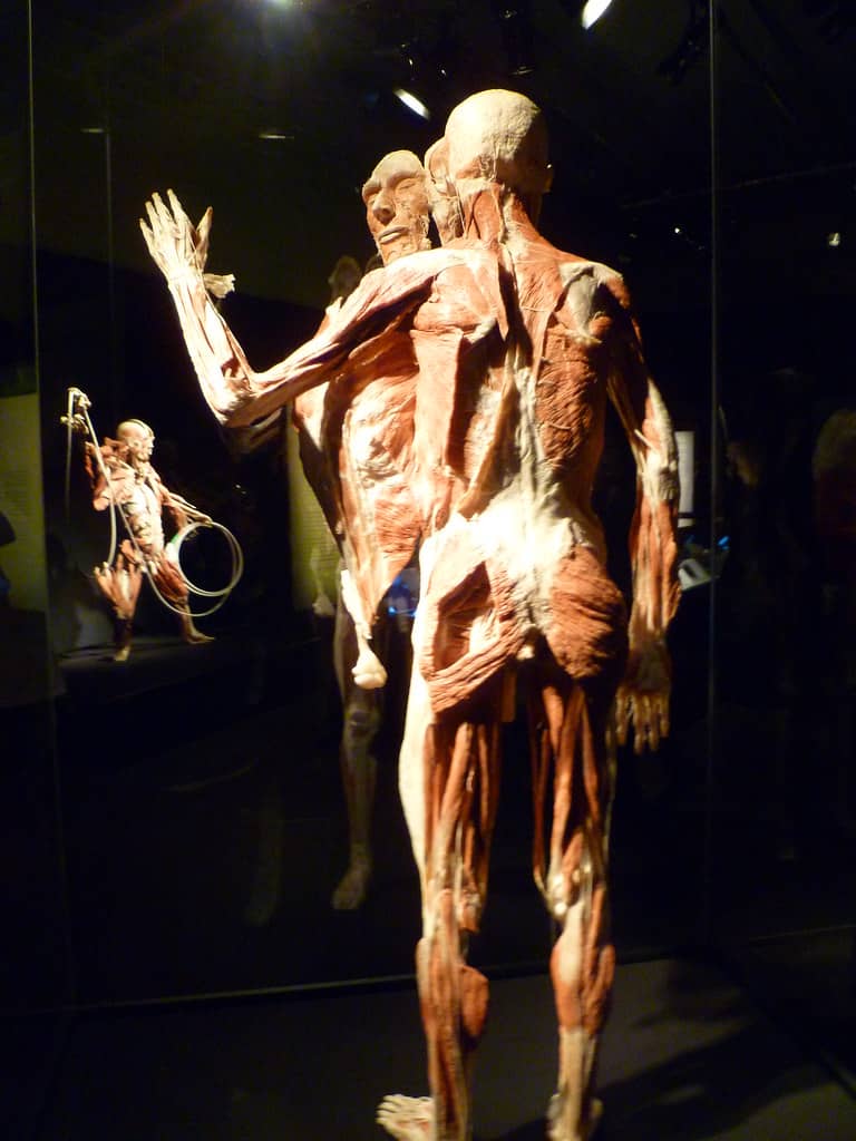 The Human Body Exploration