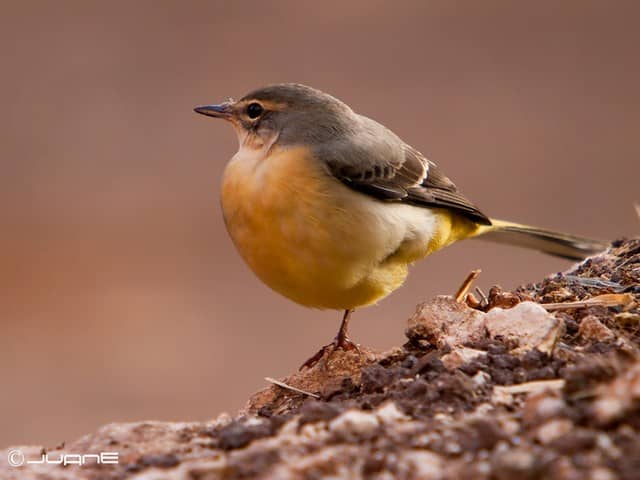 Working Farm & Livestock