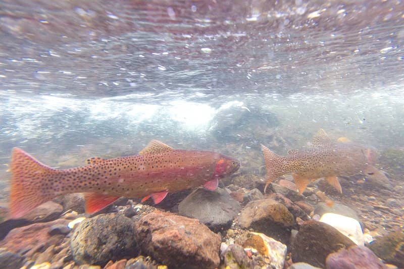Trout Watching